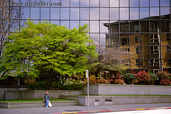 reflection-building-n-tree-4.jpg