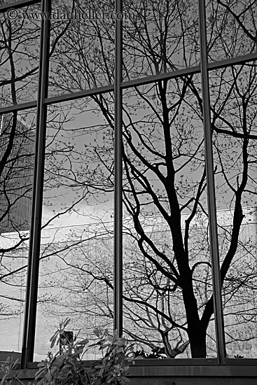 reflection-building-n-tree-5.jpg