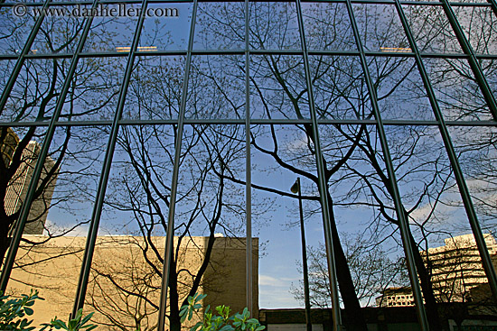 reflection-building-n-tree-6.jpg