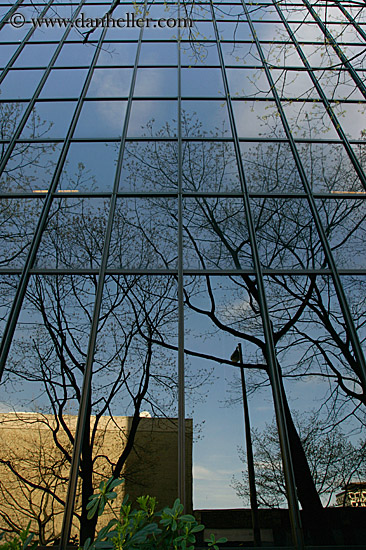 reflection-building-n-tree-7.jpg