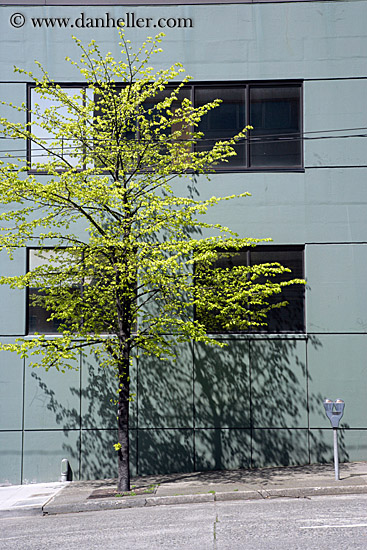 tree-n-bldgs-1.jpg