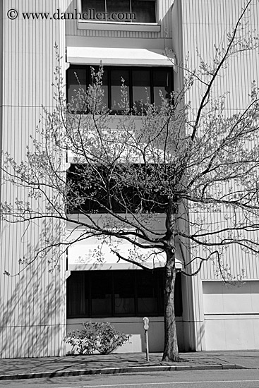 tree-n-bldgs-2.jpg