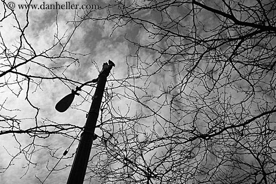 tree-n-lamp_post-bw.jpg