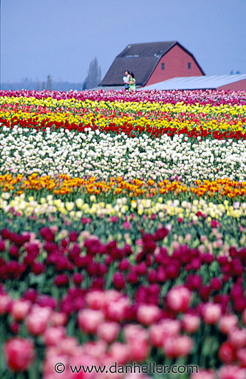 tulips09.jpg