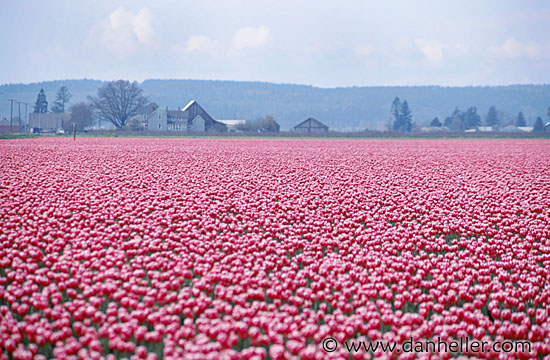 tulips10.jpg