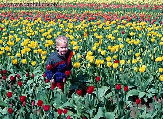 child-boy-in-tulips.jpg