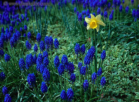 daffodil-among-blue.jpg