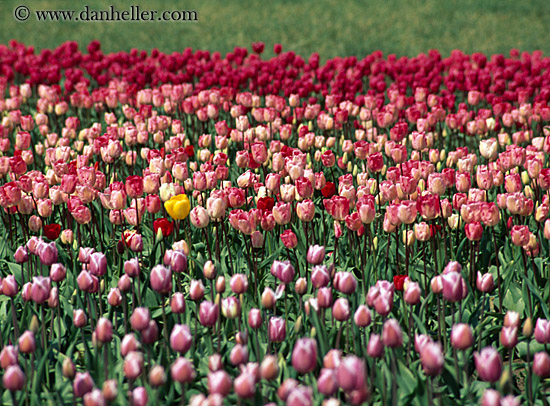 multi-colored-tulips-1.jpg