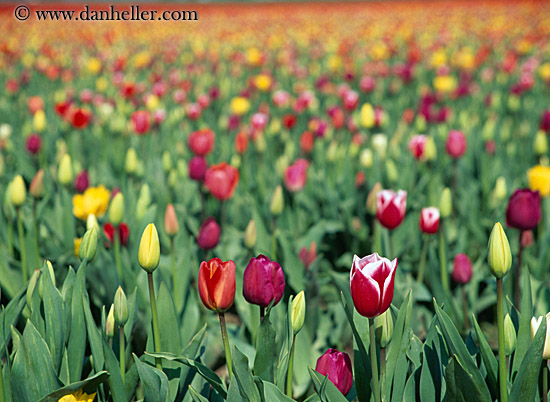 multi-colored-tulips-3.jpg