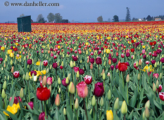 multi-colored-tulips-4.jpg