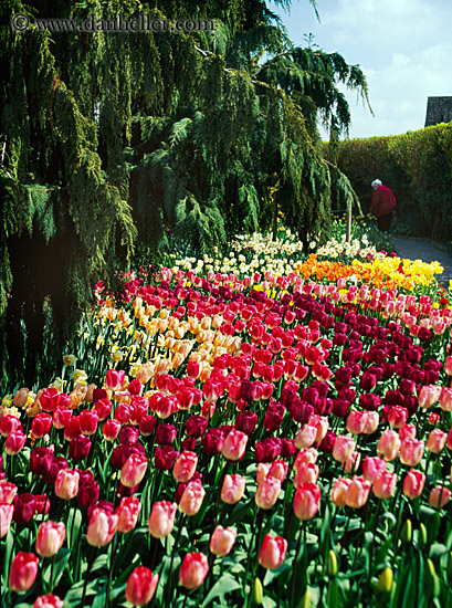 multi-colored-tulips-5.jpg