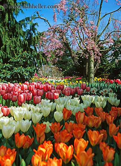 multi-colored-tulips-7.jpg