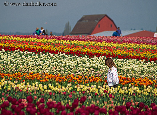 multi-colored-tulips-n-barn-1.jpg