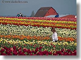 america, barn, buildings, childrens, colored, flowers, girls, horizontal, multi, nature, north america, pacific northwest, people, structures, tulips, united states, washington, western usa, photograph