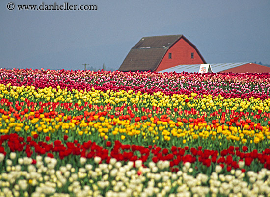 multi-colored-tulips-n-barn-2.jpg