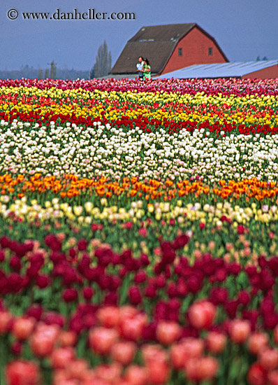 multi-colored-tulips-n-barn-3.jpg