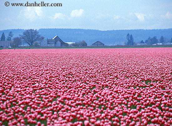 pink-tulips.jpg