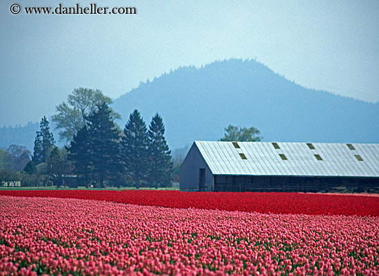 pink-tulips-n-barn-1.jpg