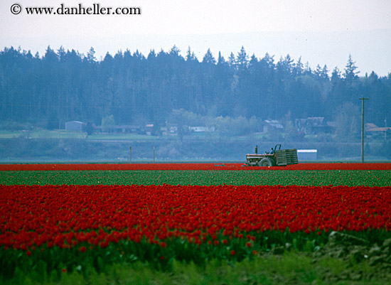 red-tulips-n-tractor-1.jpg