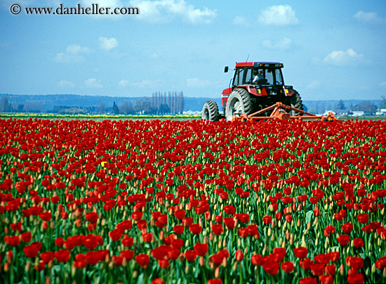 red-tulips-n-tractor-2.jpg