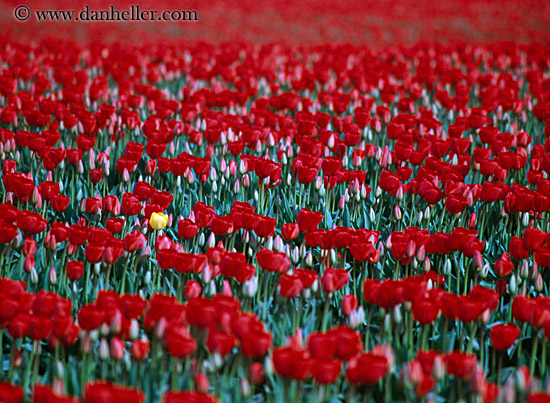 red-tulips-one-yellow.jpg