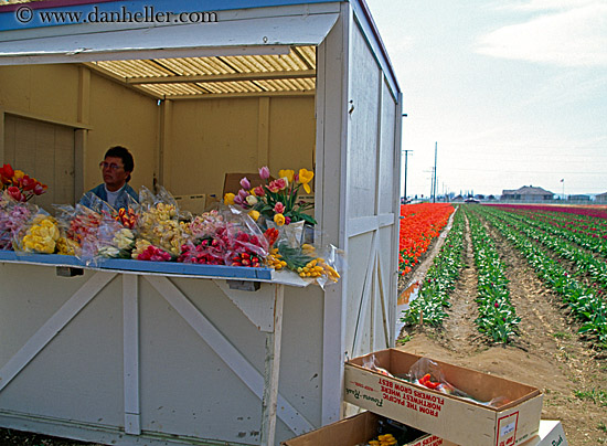 tulip-booth.jpg