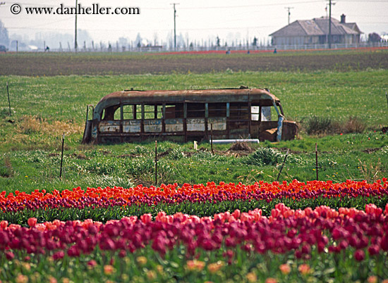 tulips-n-old-bus.jpg