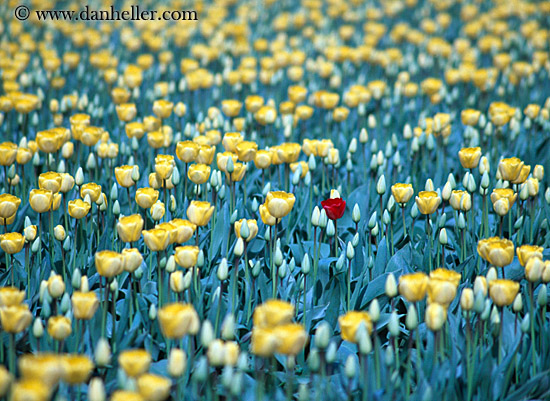 yellow-tulips-one-red-1.jpg