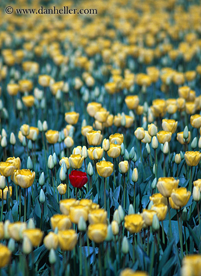 yellow-tulips-one-red-2.jpg