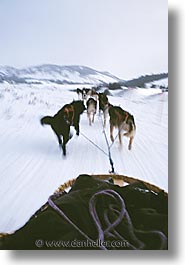 images/UnitedStates/Wyoming/JacksonHole/Mush/dogs-08.jpg