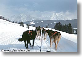 images/UnitedStates/Wyoming/JacksonHole/Mush/dogs-14.jpg