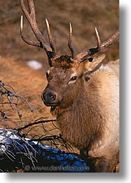 images/UnitedStates/Wyoming/Yellowstone/Animals/elk-01.jpg