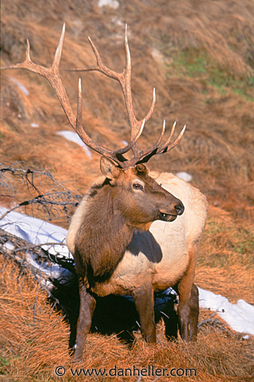 elk-02.jpg