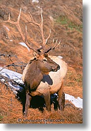 images/UnitedStates/Wyoming/Yellowstone/Animals/elk-02.jpg