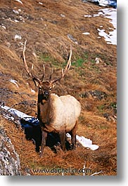 images/UnitedStates/Wyoming/Yellowstone/Animals/elk-03.jpg
