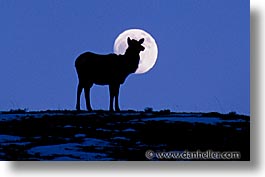 images/UnitedStates/Wyoming/Yellowstone/Animals/moon-elk-a.jpg