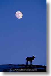 images/UnitedStates/Wyoming/Yellowstone/Animals/moon-elk-b.jpg