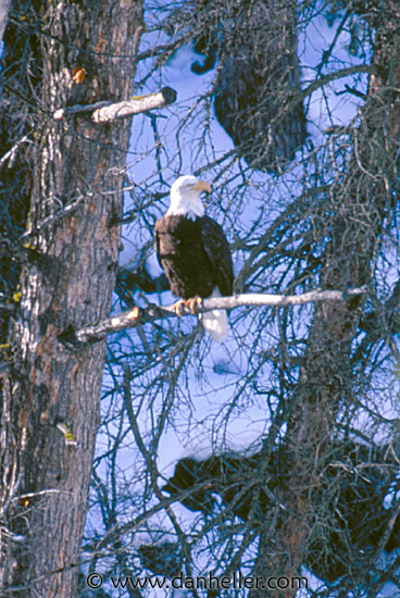 bald-eagle.jpg