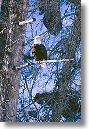 images/UnitedStates/Wyoming/Yellowstone/Birds/bald-eagle.jpg