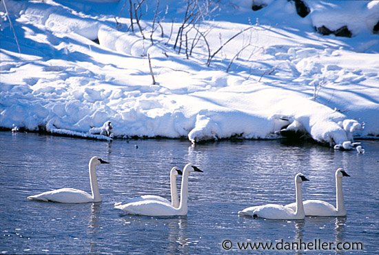 swans-01.jpg