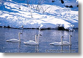 images/UnitedStates/Wyoming/Yellowstone/Birds/swans-01.jpg