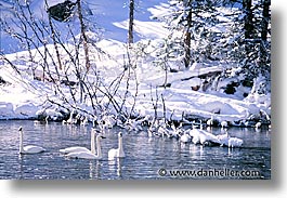 images/UnitedStates/Wyoming/Yellowstone/Birds/swans-02.jpg
