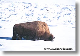 images/UnitedStates/Wyoming/Yellowstone/Bison/bison-02.jpg