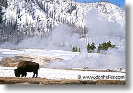 images/UnitedStates/Wyoming/Yellowstone/Bison/bison-03.jpg
