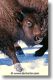 images/UnitedStates/Wyoming/Yellowstone/Bison/bison-05.jpg