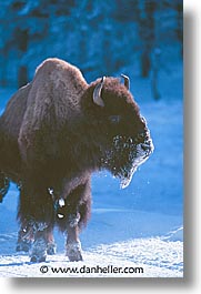 images/UnitedStates/Wyoming/Yellowstone/Bison/bison-06.jpg