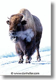 images/UnitedStates/Wyoming/Yellowstone/Bison/bison-07.jpg