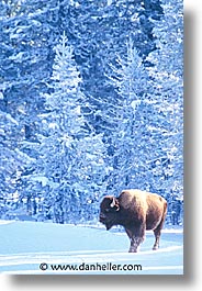 images/UnitedStates/Wyoming/Yellowstone/Bison/bison-08.jpg