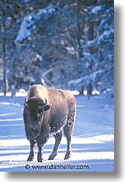images/UnitedStates/Wyoming/Yellowstone/Bison/bison-09.jpg