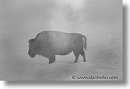 images/UnitedStates/Wyoming/Yellowstone/Bison/bison-10.jpg